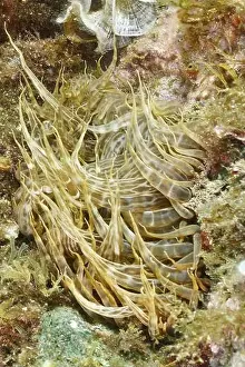 Siebanamone (Aiptasia mutabilis) with long tentacles in an underwater environment