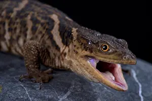 The Sierra Gorda rock lizard (Xenosaurus mendozai) is a recently described lizard species from Mexico