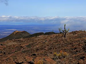 Finch Prints: Sierra Negra, Isabela Island, Galapagos Islands (one of the most active of the Galapagos volcanoes)