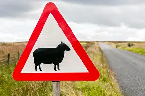 Farm Animals Prints: Sign on a rural road warning drivers of the presence of sheep