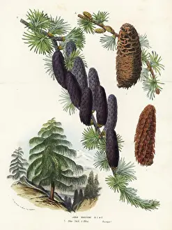 Pine Cone Prints: Sikkim larch, Larix griffithii