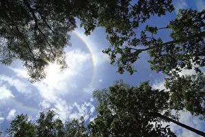 Eclipse Prints: Silhouette of big trees with sun corona on blue sky