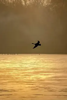 Peaceful Scene Prints: Silhouette of a Canada Goose in flight over a golden lake on a misty morning capturing tranquil freedom