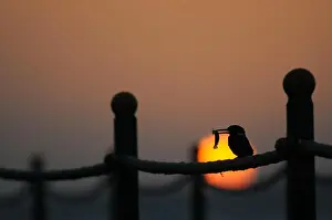 Red Sea Prints: Silhouette of Common Kingfisher at dawn with a fish
