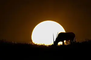 Animal Wildlife Prints: Silhouette of male gemsbok or oryx (Oryx gazella) grazing at sunset
