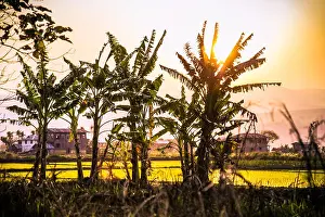 Bagan Prints: Silhouette of palm in rice field at sunset, Myanmar. (Burma)