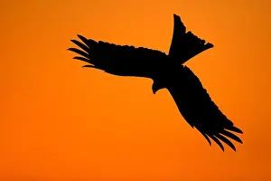 Soaring Prints: Silhouette of a red kite (Milvus milvus) in flight