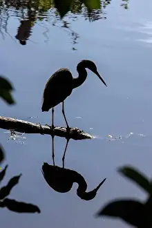 Silhouette of a tricolored heron (Egretta tricolor) - Wakodahatchee Wetlands, Delray Beach, Florida, USA