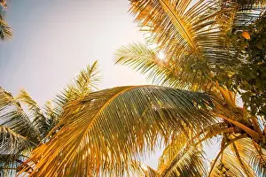 Silhouette tropical palm tree with sun light on sunset sky and cloud abstract background. Summer vacation and nature travel adventure concept