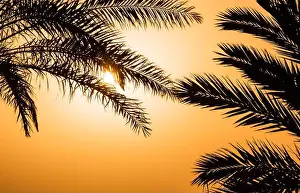 Light Night Prints: Silhouettes of palm leaves against tropical sunset sky
