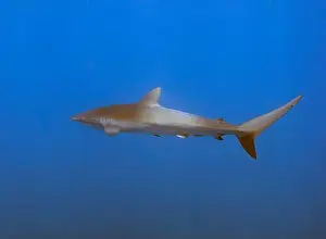Pelagic Prints: Silky Shark (Carcharhinus falciformis) in the Pacific Ocean, Baja California Sur, Mexico
