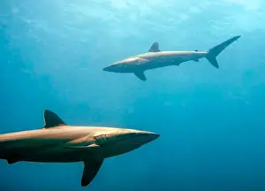 Pelagic Prints: Silky Shark (Carcharhinus falciformis) in the Pacific Ocean, Baja California Sur, Mexico
