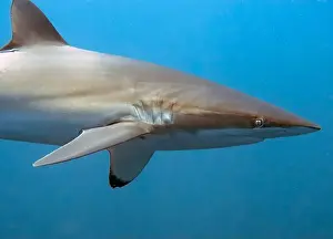 Pelagic Prints: Silky Shark (Carcharhinus falciformis) in the Pacific Ocean, Baja California Sur, Mexico