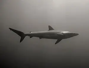 Pelagic Prints: Silky Shark (Carcharhinus falciformis) in the Pacific Ocean, Baja California Sur, Mexico