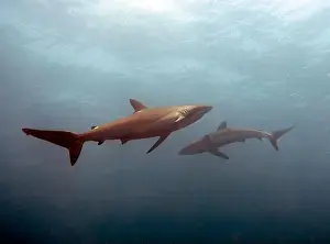 Pelagic Prints: Silky Shark (Carcharhinus falciformis) in the Pacific Ocean, Baja California Sur, Mexico
