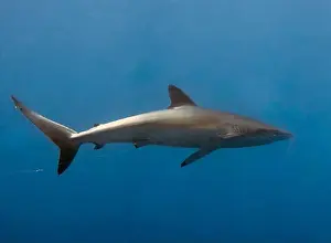Pelagic Prints: Silky Shark (Carcharhinus falciformis) in the Pacific Ocean, Baja California Sur, Mexico