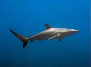 Pelagic Prints: Silky Shark (Carcharhinus falciformis) in the Pacific Ocean, Baja California Sur, Mexico