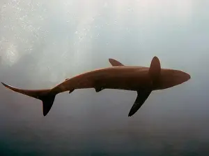 Pelagic Prints: Silky Shark (Carcharhinus falciformis) in the Pacific Ocean, Baja California Sur, Mexico