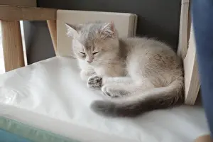 Sleep Prints: A silver British short hair kitten