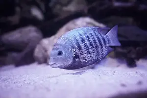 Swimmer Prints: Silver Cichlid fish swimming in the clean sea underwater with colorful corals background