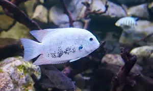 Swimmer Prints: Silver Cichlid fish swimming in the clean sea underwater with colorful corals background