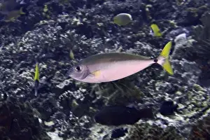 Sea Fish Prints: A silver-coloured fish with a yellow tail