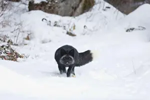 Vulpes Vulpes Prints: Silver fox Vulpes vulpes, adult running on snow, Montana, USA, March