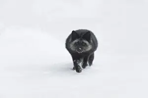 Vulpes Vulpes Prints: Silver fox Vulpes vulpes, adult running on snow, Montana, USA, March