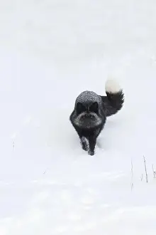 Vulpes Vulpes Prints: Silver fox Vulpes vulpes, adult running on snow, Montana, USA, March