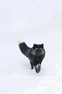Vulpes Vulpes Prints: Silver fox Vulpes vulpes, adult running on snow, Montana, USA, March
