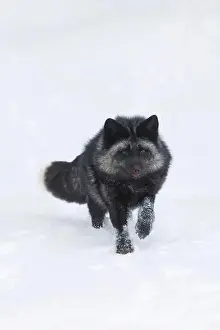 Vulpes Vulpes Prints: Silver fox Vulpes vulpes, adult running on snow, Montana, USA, March