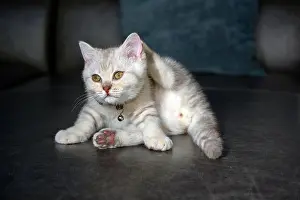 Tabby Prints: Silver gray British Shorthair kitten with a beautiful face and good pedigree