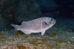 Marine Animal Prints: A silver-grey Mediterranean parrotfish (Sparisoma cretense) swims calmly in the underwater world of the sea