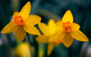 Optimistic Prints: Two Similar Cheerful Yellow Daffodils