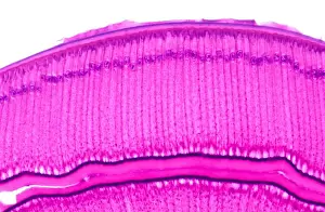 Photomicrograph Prints: Simple columnar epithelium. Photomicrograph