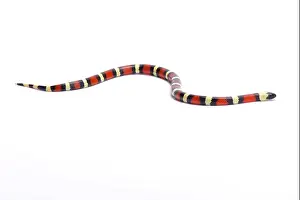 Milksnake Prints: Sinaloan milk snake, Lampropeltis triangulum sinaloae, Mexico