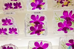 Tropical Flowers Prints: Singapore, Botanical Gardens, Orchid Garden Souvenir Shop, Souvenir Glass Encased Orchids