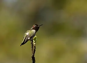 Blank Space Prints: Single Anna's Hummingbird perched on a branch in Victoria, British Columbia, Canada