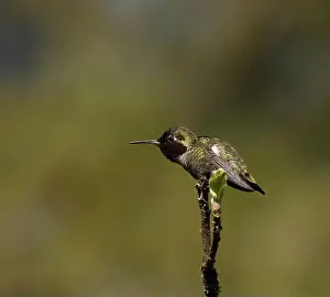 Blank Space Prints: Single Anna's Hummingbird perched on a branch in Victoria, British Columbia, Canada