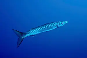 Marine Animal Prints: A single barracuda (Sphyraena viridensis) swims underwater in a deep