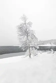 Single birch tree covered with snow in front of lake on cold winter day with lot of snow