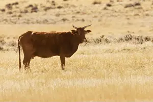 Ranching Prints: Single brown cow with horns standing alone in the northern Nevada high desert just outside the Pyramid Lake Reservation