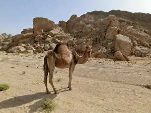 Camel Prints: single camel in a dessert in Egypt with mountains and a lot of plastic rubbish