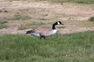 New Forest Prints: A single Canada goose (Branta canadensis) walking through long grass from left to right