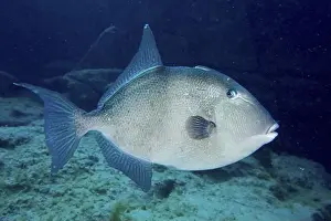 Scattered Prints: A single conspicuous fish, Atlantic triggerfish (Balistes capriscus) (Balistes carolinensis)