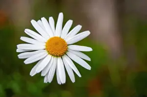 Nikon Prints: Single Daisy