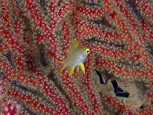 Pups Prints: A single fish with yellow fins