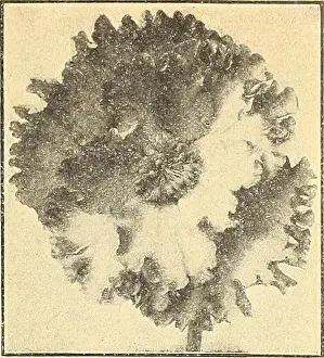 Beds Prints: Single Frilled Begonia Dreer^s Large - Flo we ring CANNAS Cannas bloom from early summer until frost in all sections of