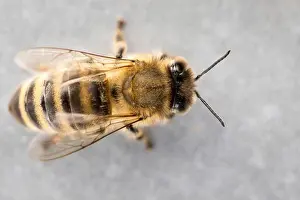 Apis Mellifera Prints: Single honeybee (Apis mellifera) close-up