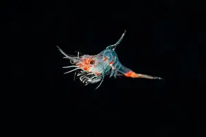 Magnification Prints: Single krill specimen (Euphausiacea) in black water, Raja Ampat, West Papua, Indonesia